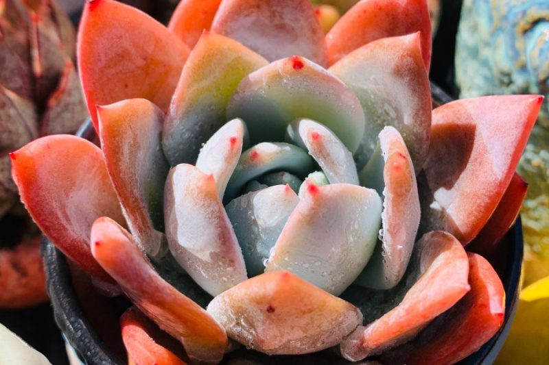 Thiên thần xanh, người sẽ trở thành một con quỷ