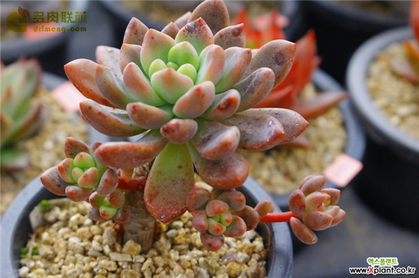 Nghịch lý của Red Doudu
