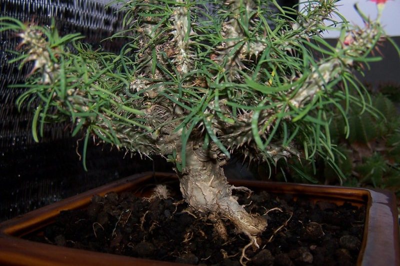 Qilin của Luo phân nhánh