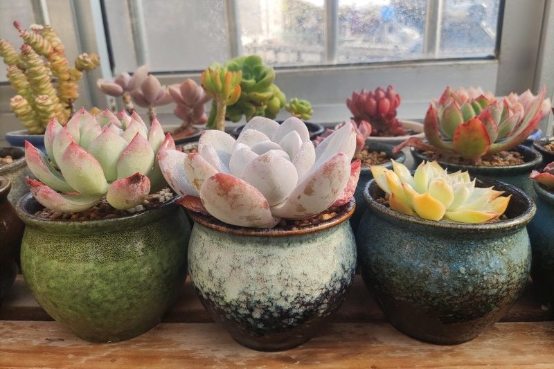 “Phần thưởng” kết thúc và “cuộc chiến” trong nửa sau của những người mọng nước bắt đầu