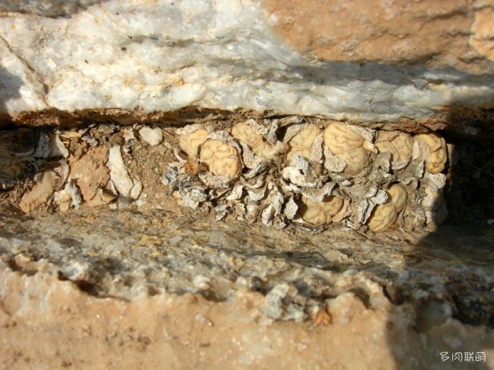Mimicry của hoa đá sống trong môi trường bản địa (Cole được dịch là 9)