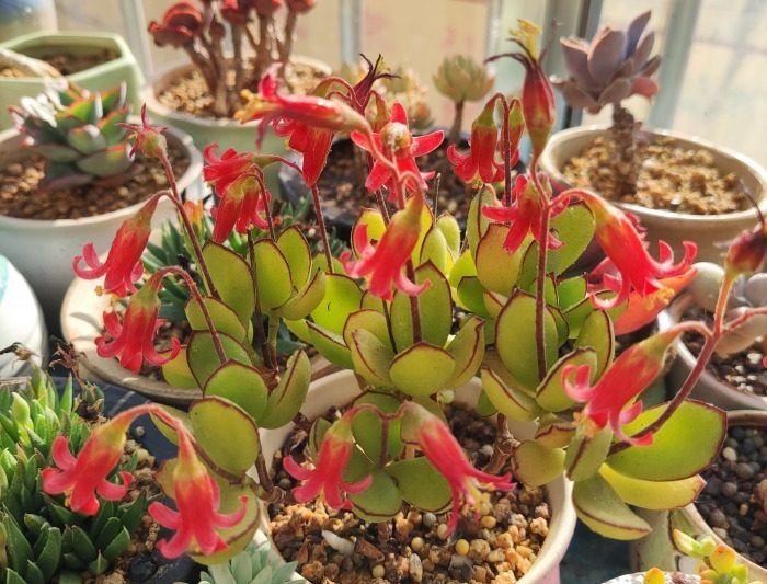 Sugar Beauty Pachyphytum Đội trưởng Jessop