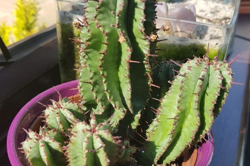 Một cột đa giác đẹp đẽ ký sinh