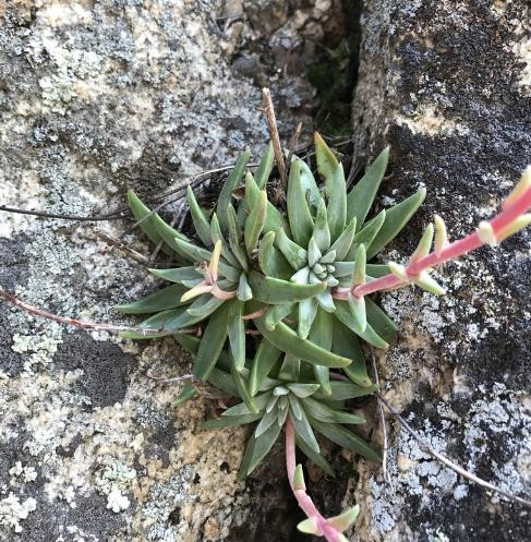 Fairy Cup Siflora
