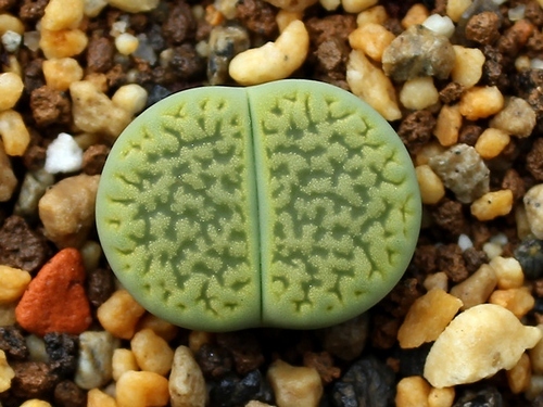 Hoa Stone Flower: Series Rich Jade