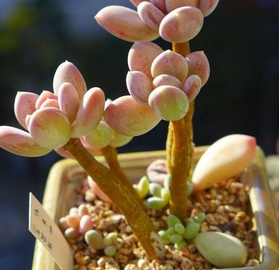 Vẻ đẹp tròn, cô gái cánh đồng lúa