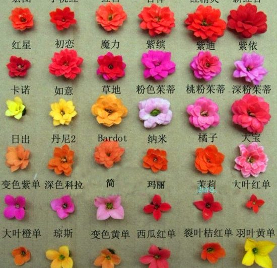 Những bông hoa đang dần hấp dẫn, và những bức ảnh về những loại hoa tuổi thọ