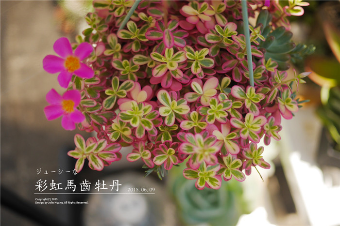 Brocade Brocade, Rainbow Purslane