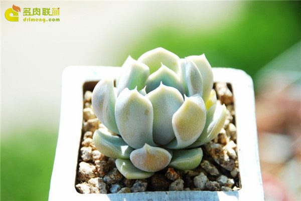 Đào tuyết màu cam