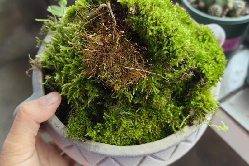 Người ta nói rằng rêu làm thịt, sắp xếp nó ~