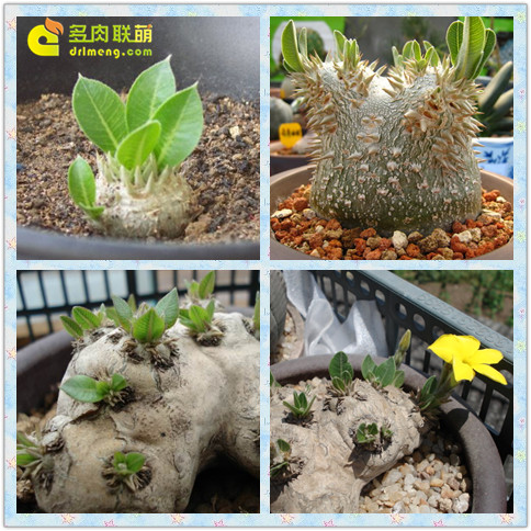 Huibi mỉm cười, Phật bụng lớn