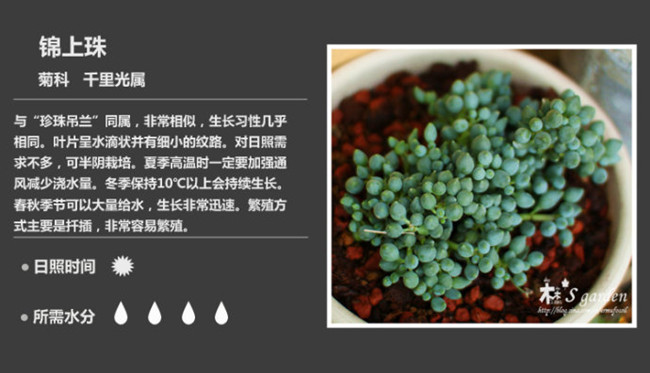 Asteraceae, mọng nước của gia đình đuổi theo
