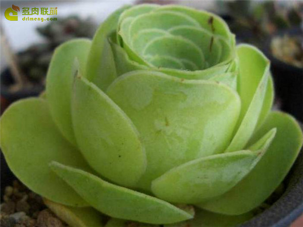 Golden Mountain Rose Aeonium Aureum