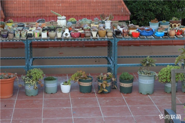 Vào cuối tháng 10, ngôi nhà của chú rất thịt