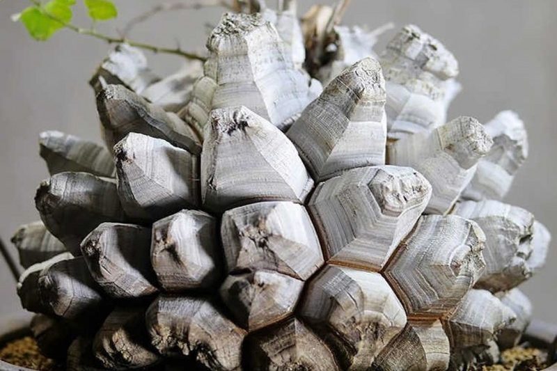 Vỏ rùa rùa núi cao