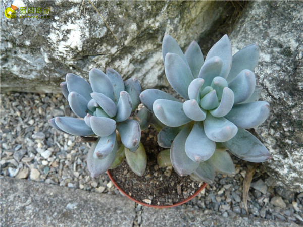 Zili Palace × Sedeveria ‘Blue Mist