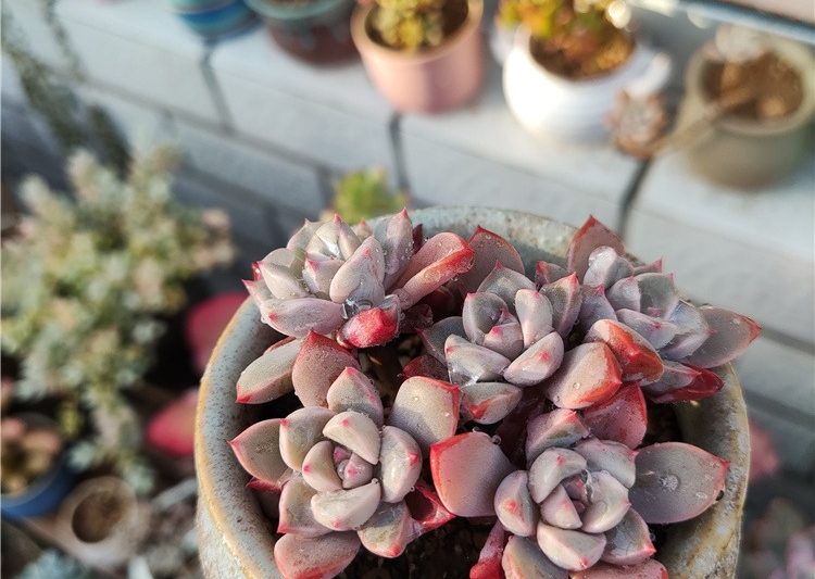 Shh, tôi đã kéo một chậu hoa bằng len trong nhiều năm, tôi chưa bao giờ thấy nhiều kẽ hở