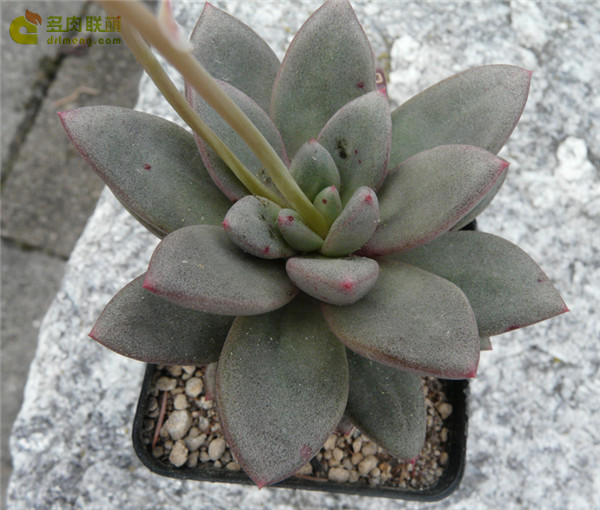 Pula Xpachyveria ‘Pola