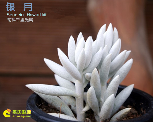 Mặt trăng bạc Senecio Haworthii