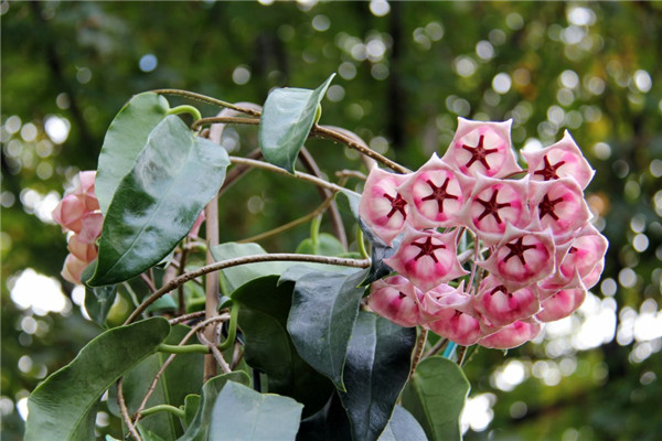 Hoa lan bóng hoa lớn