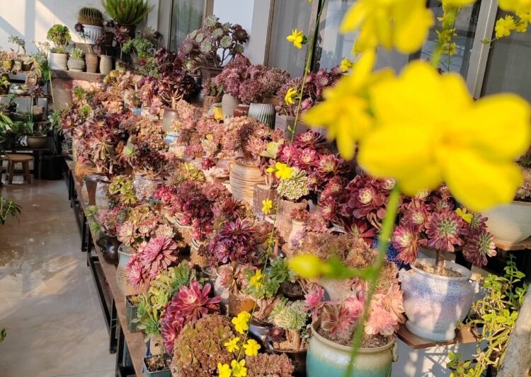Mùa xuân đang trở lại vào mùa xuân vô hạn, và hôm nay tôi sẽ nhận ra xác thịt mới