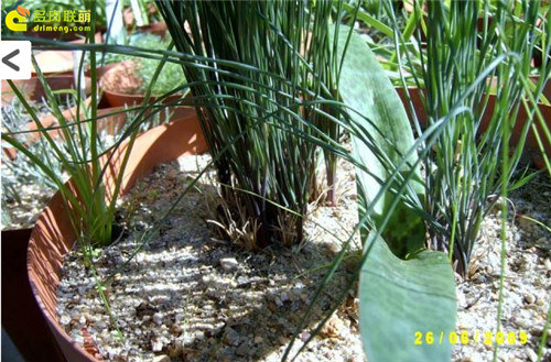 Tỏi dễ thương và dễ thương
