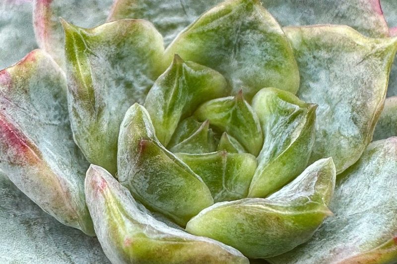 Đánh giá cao thịt vào cuối tuần, cái đầu lớn luôn được truyền lại