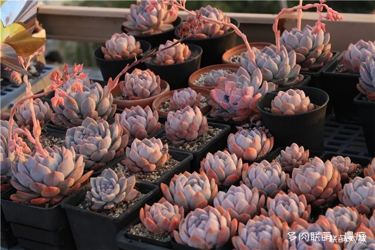Yêu thích mới vào mùa xuân, hồ sơ của hoa sen tuyết Hibiscus trong nồi