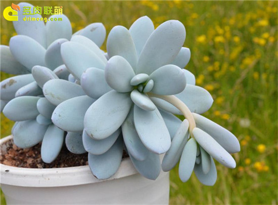 Vẻ đẹp tuyết đẹp