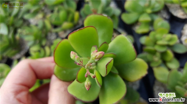 Lỗi dính nhỏ, dính