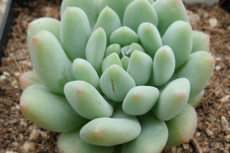 Một chút lớn, một chút dễ thương