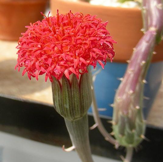 Rồng bẫy những người nông, lòng bàn tay loach