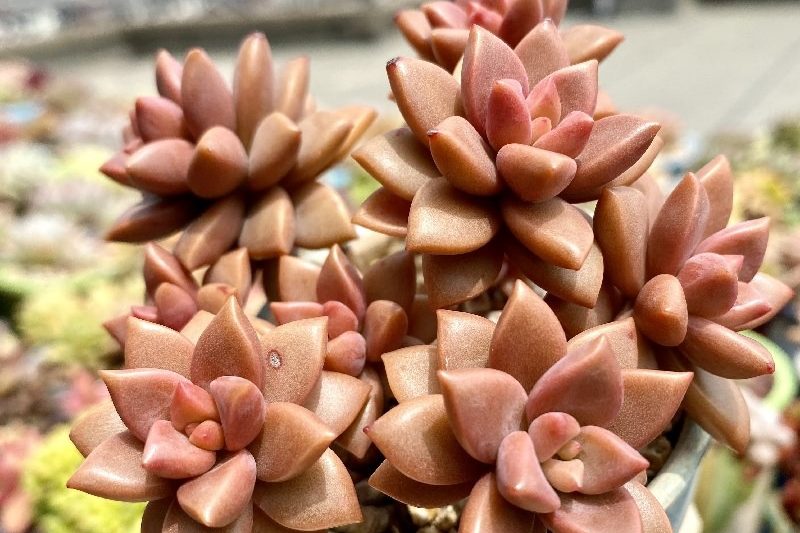 Niềm vui của việc trồng thịt