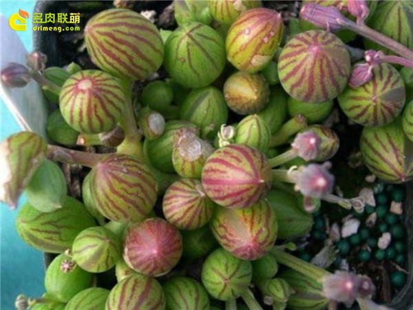 Cậu bé dưa hấu nhỏ