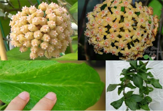Dừa hoa dừa thơm