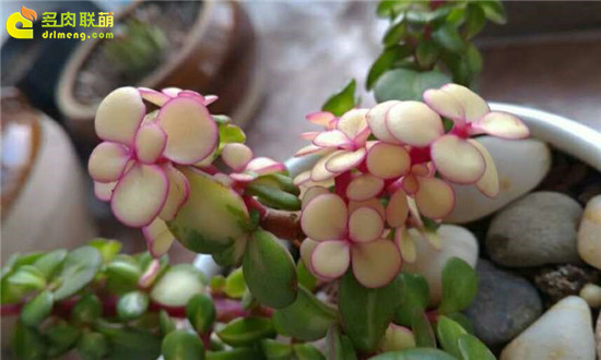Hoa của âm nhạc thanh lịch