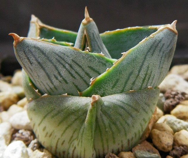 Pumila, tôi còn trẻ, tốt hơn là ở trong thời gian lớn