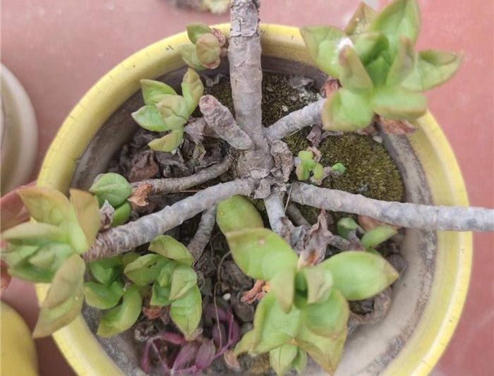 Phương pháp tưới nước tốt nhất (được tiêu hóa) vào mùa hè, ngâm nồi