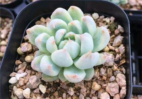Chủ đề màu trắng của móng vuốt màu hồng