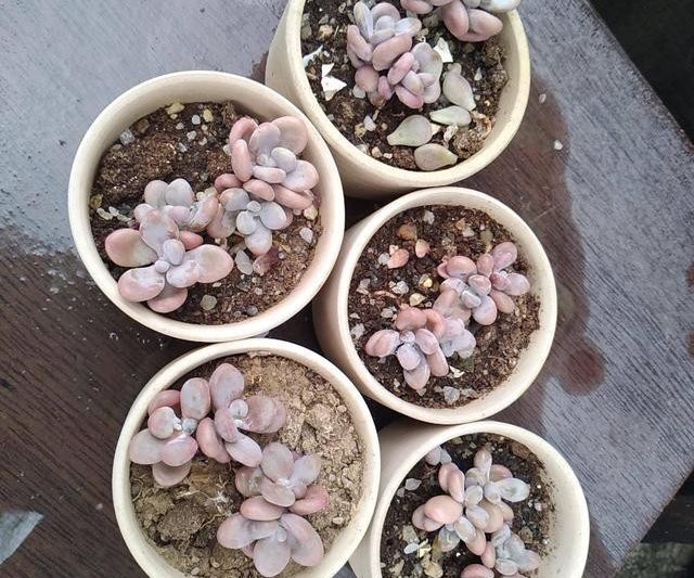 Hồ sơ về sự phát triển của những quả bóng gạo mọng