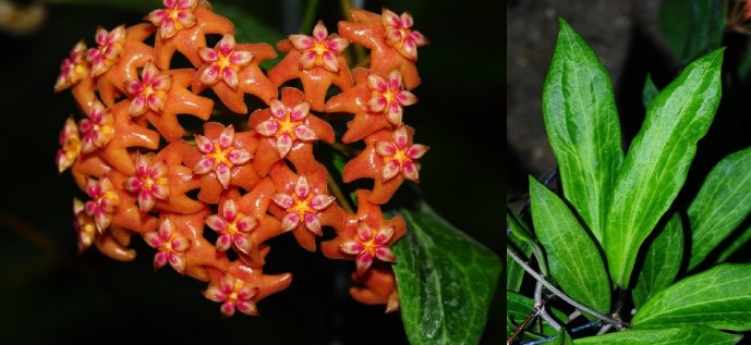 Phim gần đúng của Bengalton Ball Orchid