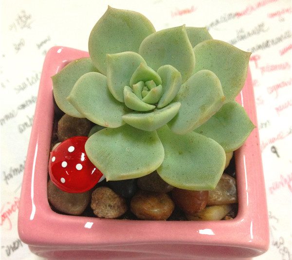 Bắt đầu từ Benten Tama và Otsue – Ý nghĩa văn hóa của Nhật Bản đằng sau tên của Isaishihua