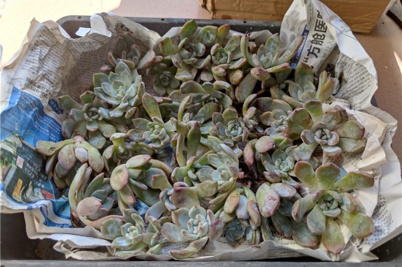 2,5 năm thay đổi của hoa sen tuyết Hibiscus với các tỷ lệ hạt khác nhau