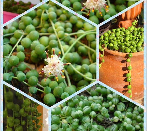 Chuông xanh, hạt Phật giáo tròn, Mân côi Jade