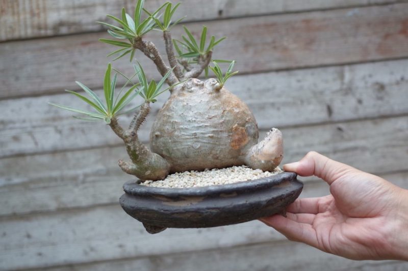 Đánh giá cao thịt vào cuối tuần, và sau đó nhìn vào rễ