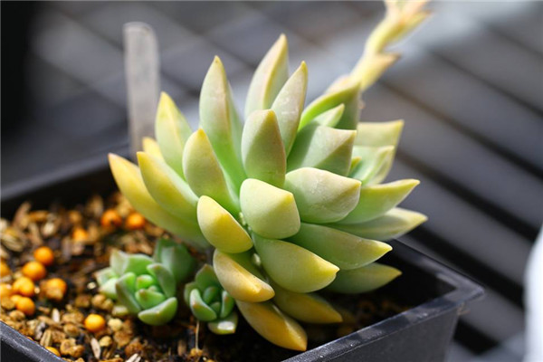 Xiying Peony Xgraptoveria ‘Glow of Peony