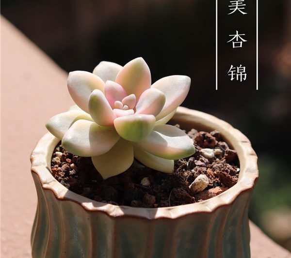 Thổ cẩm apricot đẹp
