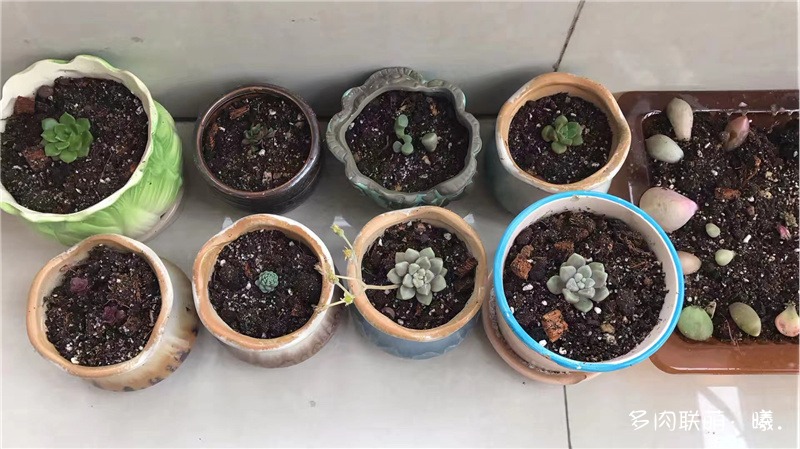 Nhỏ mọng nước, hạnh phúc lớn