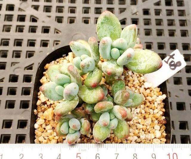 Apple Beauty/Garcia Pachyphytum Garciae