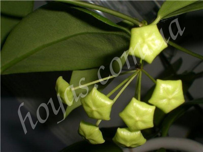 Hoa lan hoa màu xanh lá cây với hoa màu xanh lá cây